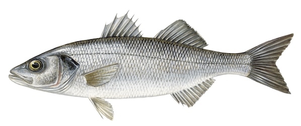 Sea Bass