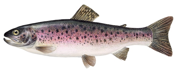 Rainbow Trout