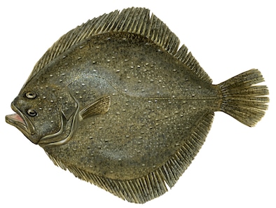 turbot