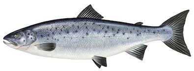 Salmon