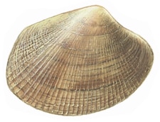 clam
