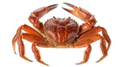 crab