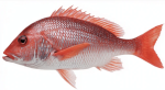 Red Snapper