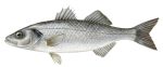 Wild Seabass
