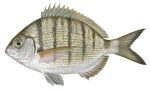 Irish Bream