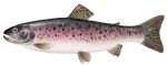 Irish Trout 