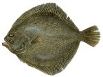 Wild Turbot