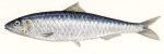 fresh sardines