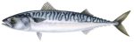Scottish Mackerel
