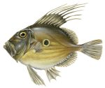 John Dory